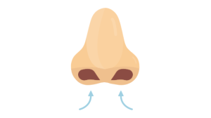Nose