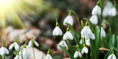 Snowdrop flowers with sun shining on them.