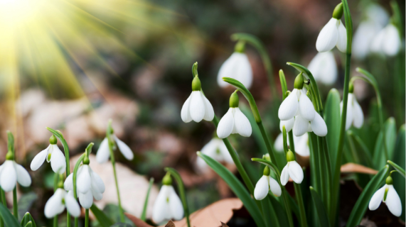 Snowdrop flowers with sun shining on them.