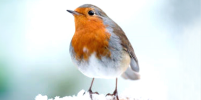 A robin sitting on a piece of wood with snow on it