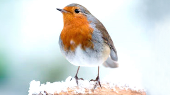 A robin sitting on a piece of wood with snow on it