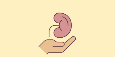 An impression of a hand and a kidney