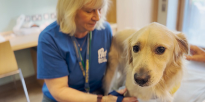 Dog sitting on hospital bed beside a volunteer.