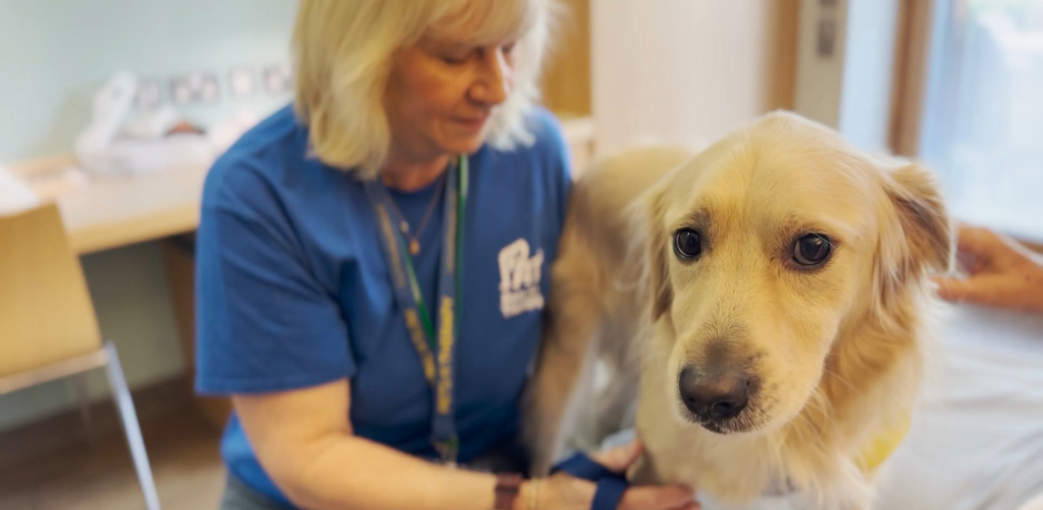 Dog sitting on hospital bed beside a volunteer.