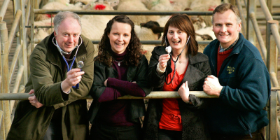 Four people lean over a mart gate, with sheep behind them. Two people are holding stethoscopes.