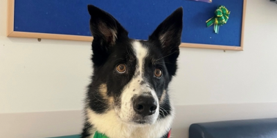 Charlie, a collie dog.