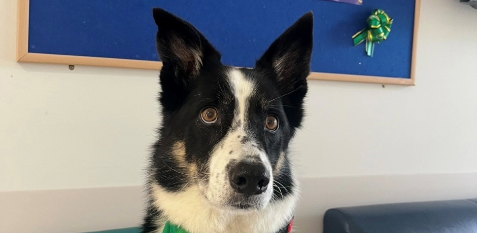 Charlie, a collie dog.